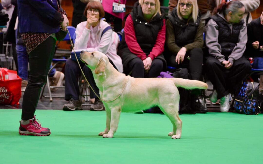 Esme rockte auch die Crufts